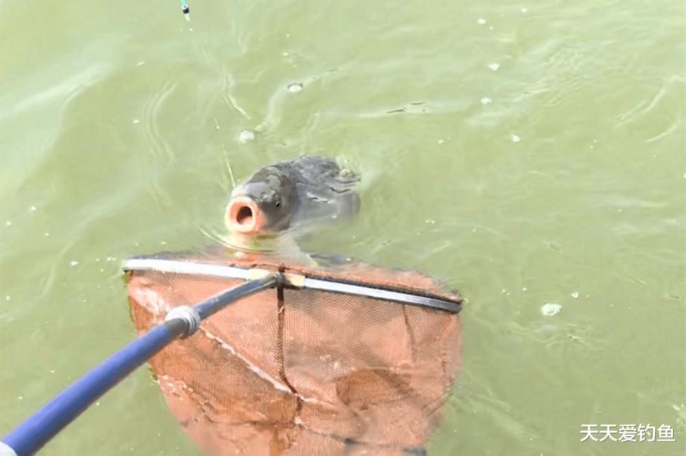 盛夏野钓鲢鳙，如何找准鱼层？这是连竿的关键