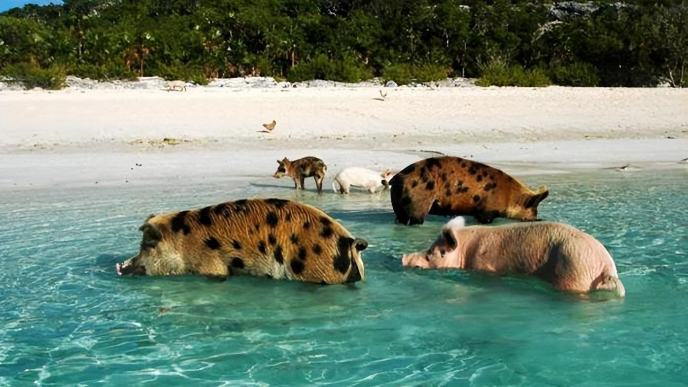 美丽|世界上唯一的“猪岛”，享受大海沙滩喝着天然泉水