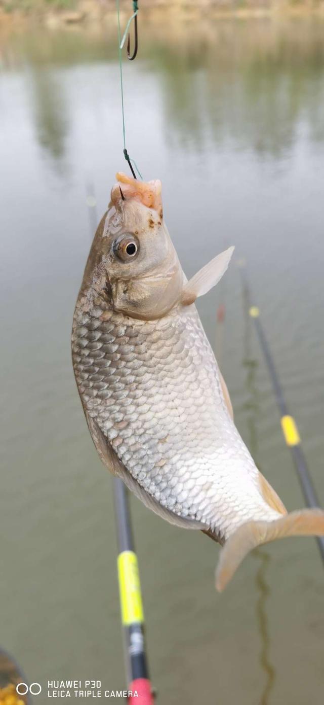 |钓虾农场作钓，酣畅淋漓擒巨物！