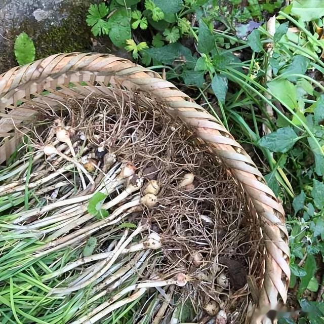 农村俗称的“野生小蒜”，到底能不能吃？为何现在也不多见了？