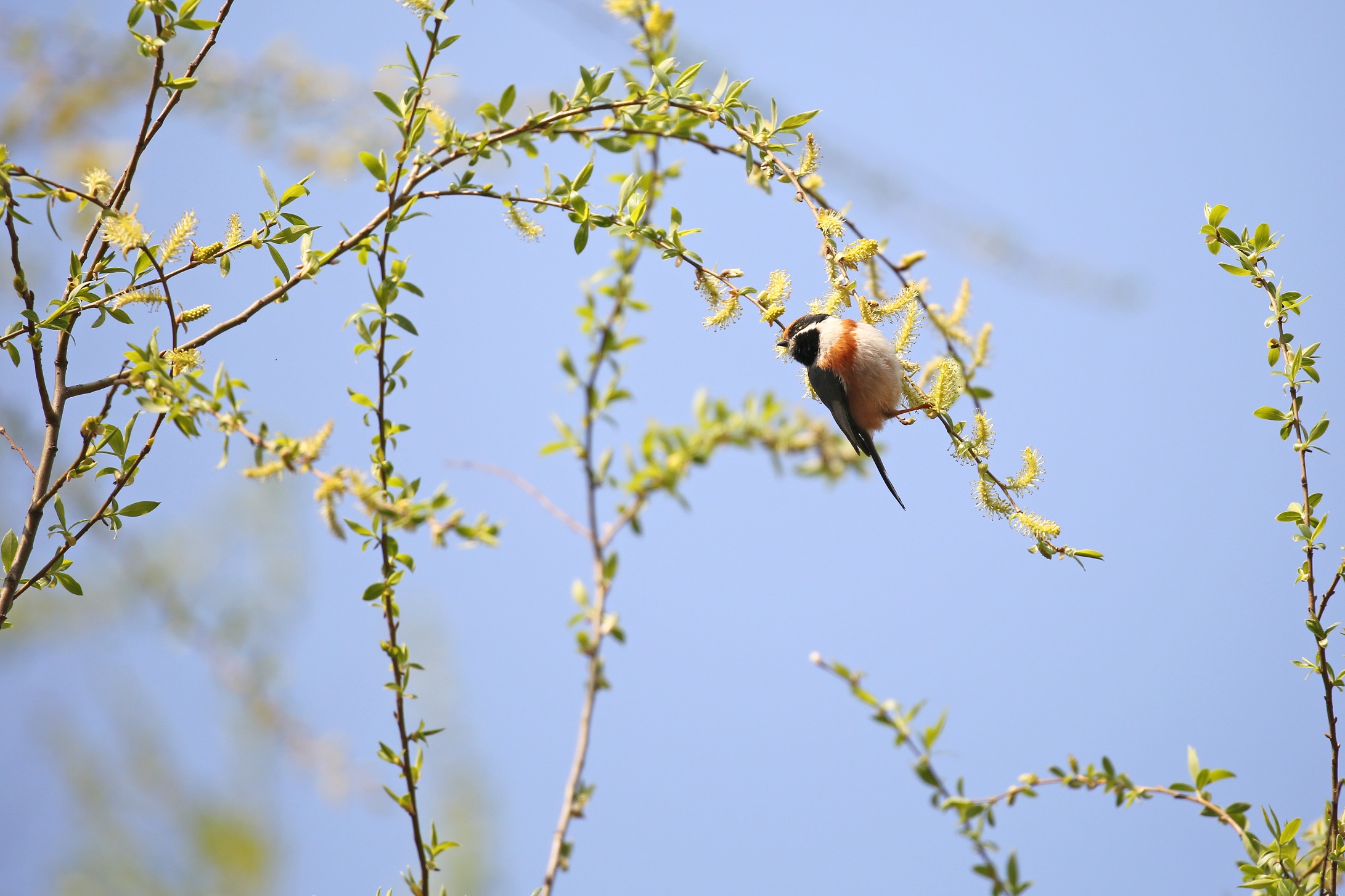 运势|猫巫先生12星座周运2023年5.22-5.28:活跃积极,勇敢好奇