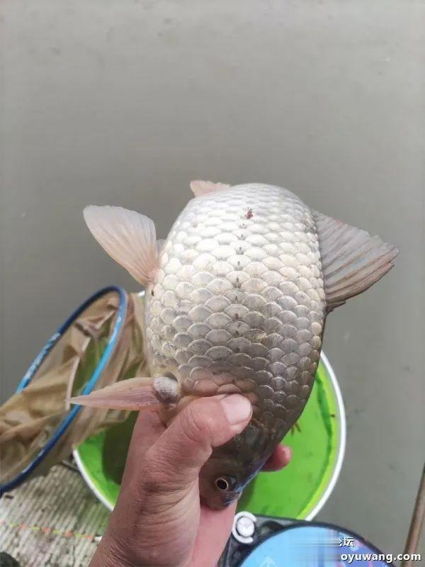 鲤鱼|断崖式降温,巧搭饵料擒斤鲫