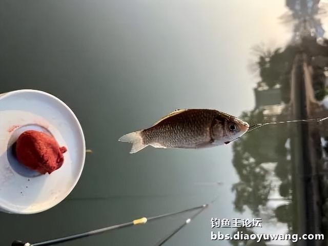 2024第一钓，地狱猫助力渔获丰