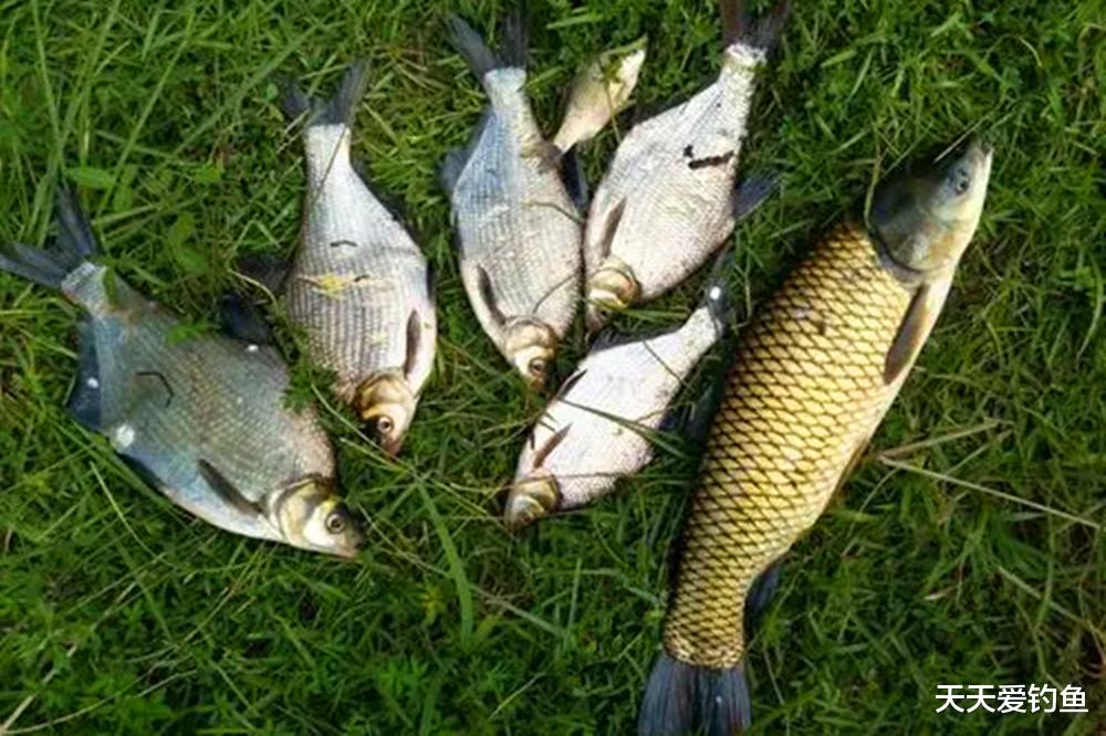 同样用蚯蚓野钓,每次只有仨瓜俩枣,是你真的不会用