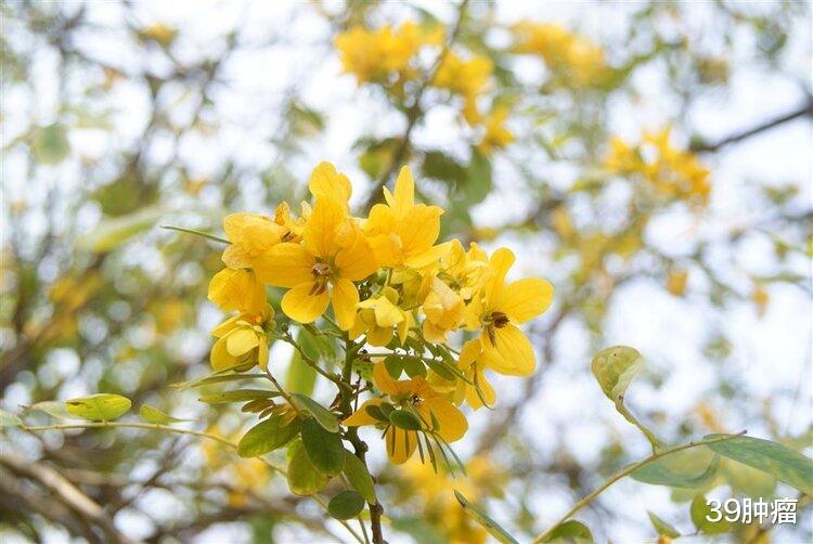 每天走多少步可以保护血管？提醒：保持血管干净，5点别轻易忽视