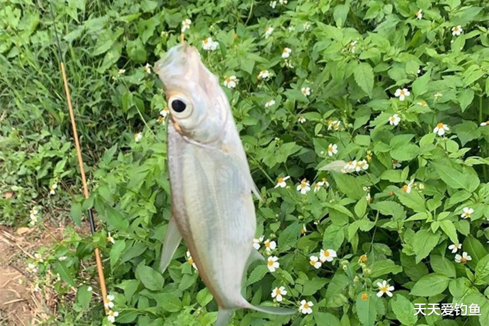 盛夏野钓，钓底不如钓浮，只需用好这种钓法，渔获倍增