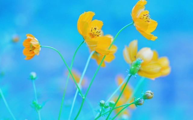 |能力远超男人的生肖女，职场上威风十足