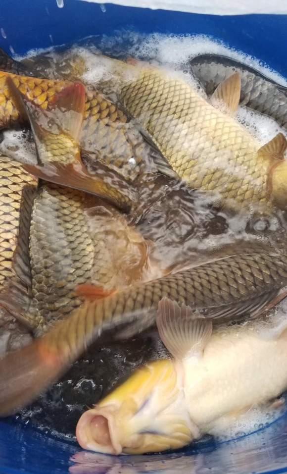 饵料|仲春野钓鲤鱼攻略，藏身之地暴露，个体都不小