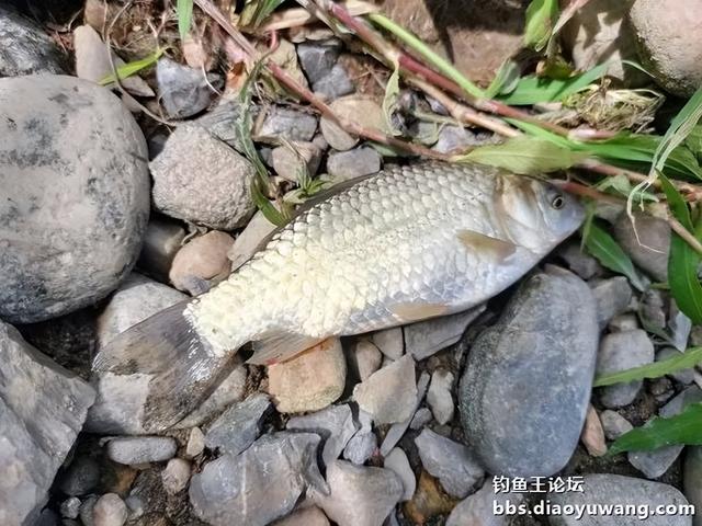 今晚吃鱼效果好，同学同钓兴致高