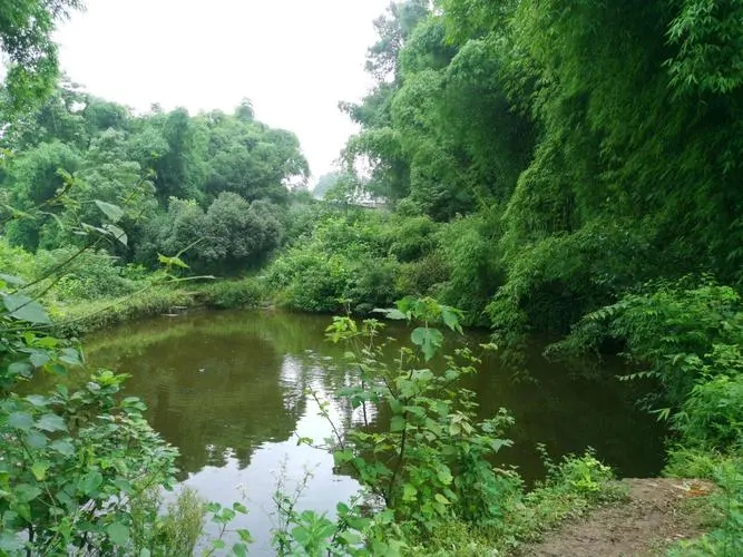 夏季夜钓，最好别去肥水塘野塘类的小水面，原因何在？