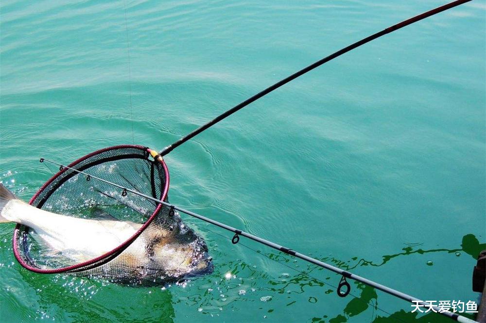 野钓大体型鲢鳙，加点这些自制“小药”，助你狂拉到手酸