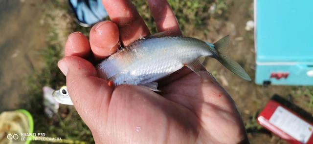 饵料|当隔夜窝遇上通杀腥,喜迎冬日小爆护