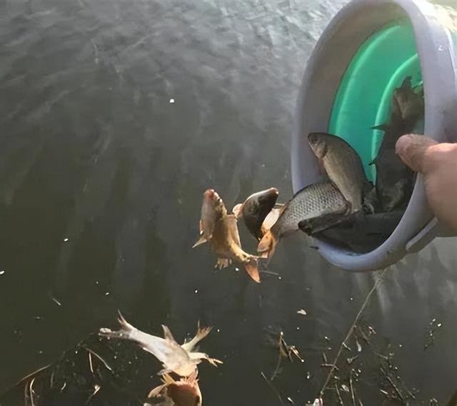 钓鱼|春季野钓到底该不该放流?