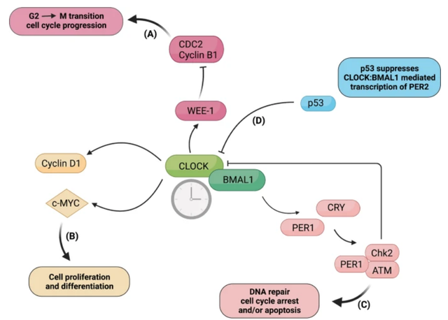 为什么美容觉后还会出现面色憔悴？