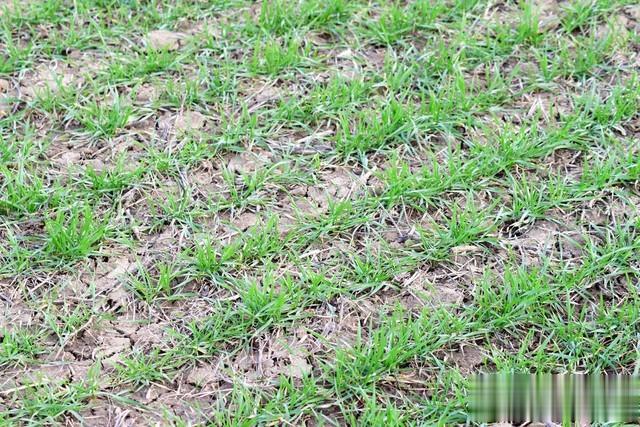 售货员|那年去二姑家走亲戚，吃了三个大虾，二姑说我没规矩，过后我才懂