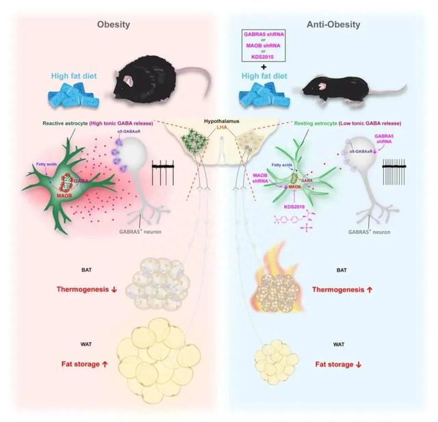 减肥不再需要管住嘴?《自然》子刊带来轻松减重的简单策略