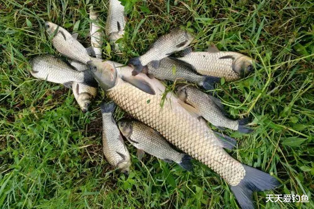 饵料|都是调4钓2,或者都是调平水钓2目,灵钝是相同的吗?