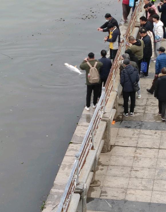 |野钓留意这几种鱼,对钓者威胁度很高,但殒命概率很小