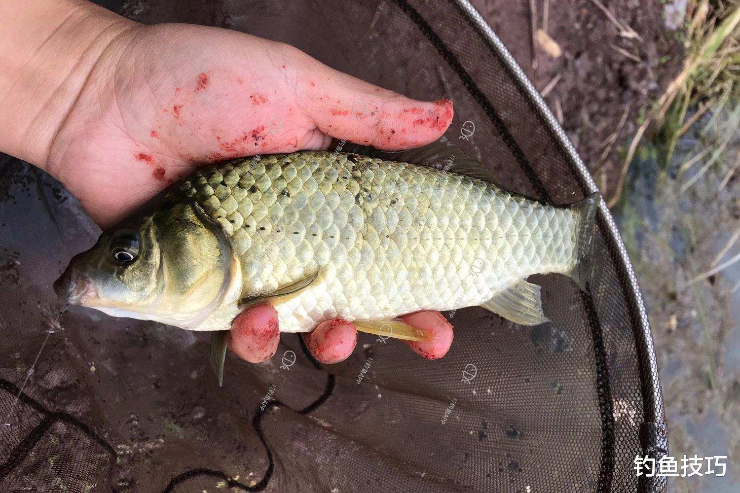 冬钓鲫鱼的线组搭配和调漂技巧,能改善鱼口