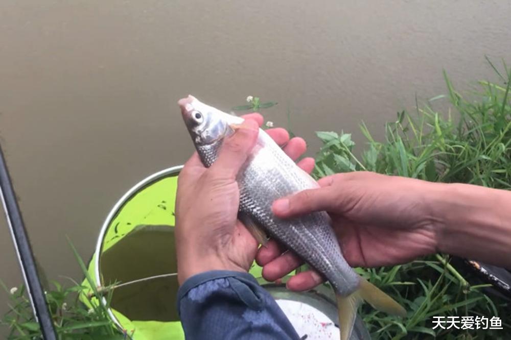 水库野钓黄骨鱼，4个攻略助你连竿上鱼，想不爆护都难