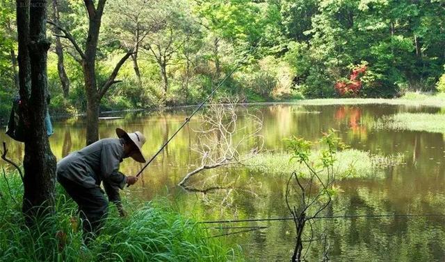 饵料|秋钓鲫鱼,掌握这四个技巧提高上鱼率