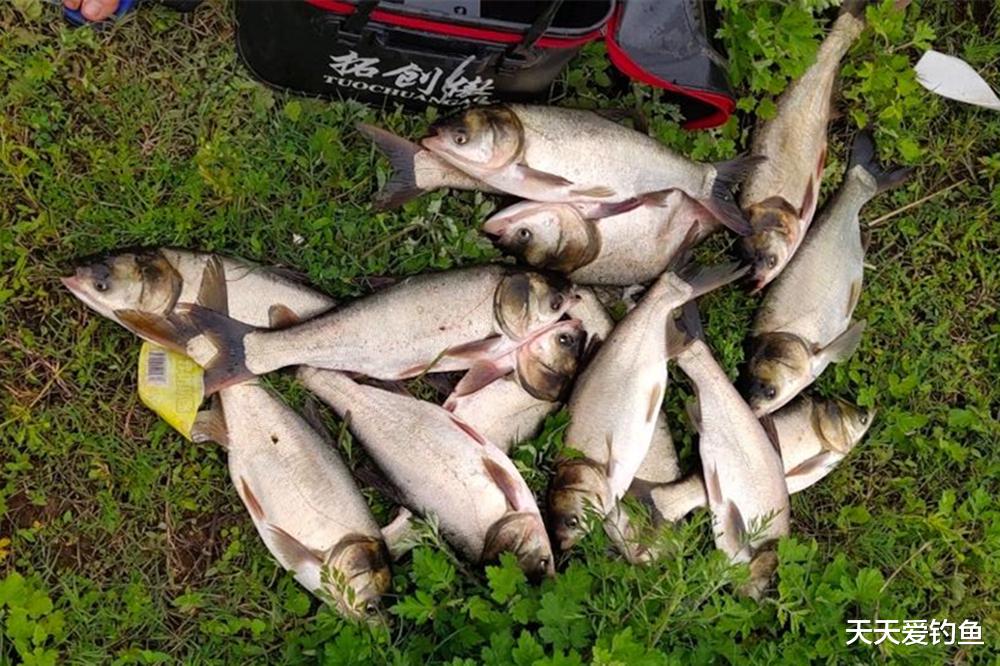 鲢鳙|浮钓鲢鳙攻略,学会这些秘诀,鲢鳙比白条还要好钓