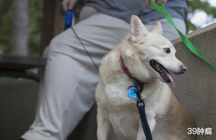 男子狂犬病发作离世，临终前注射了两针疫苗，为何人还是没了？