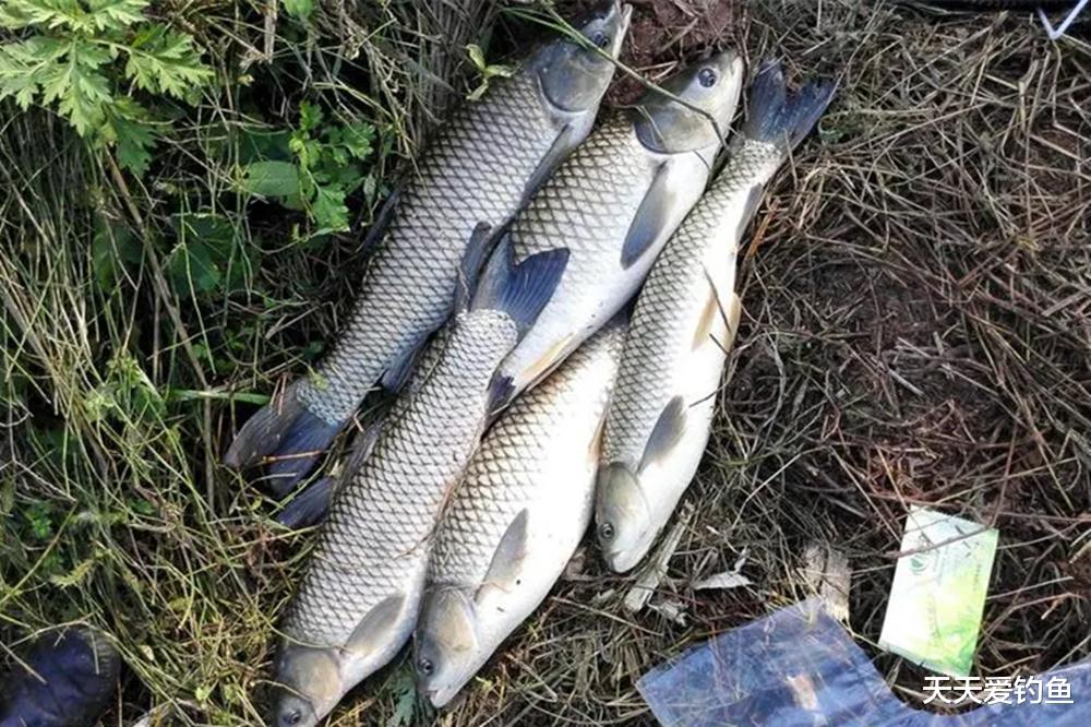 植物|夏天钓草鱼,找这4种钓位,大草鱼一钓一个准