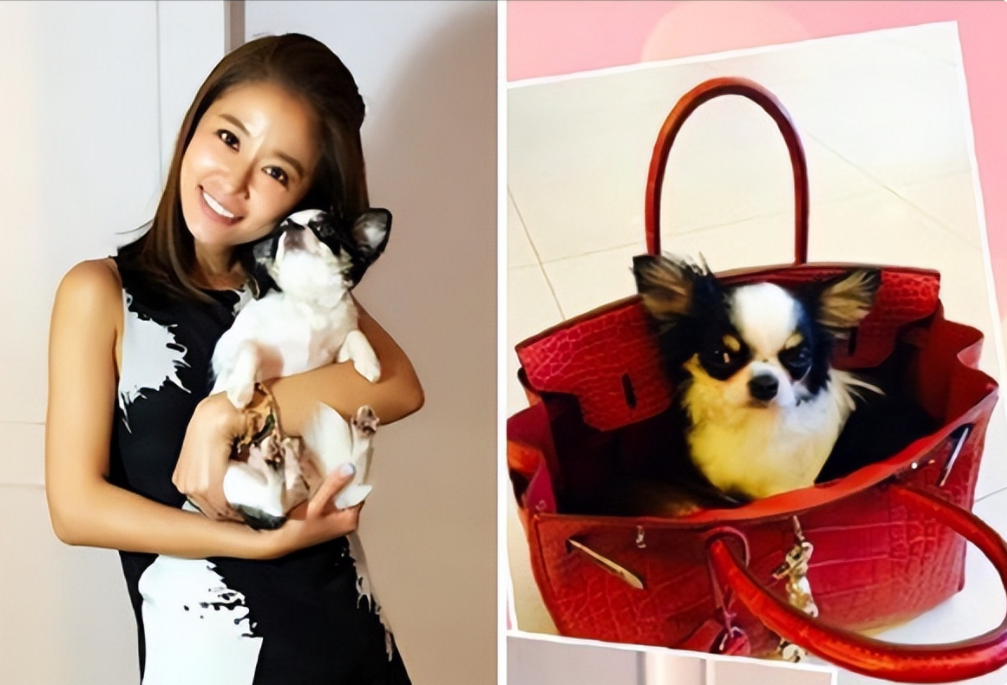 林心如|林心如评论区沦陷,网友:自作自受,怨不了别人