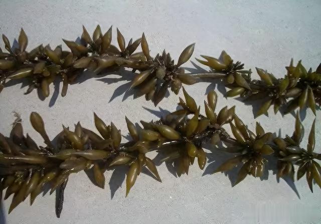 海带|我国瞧不上的“野菜”，却被日本大量进口，还称其为“长寿菜”？