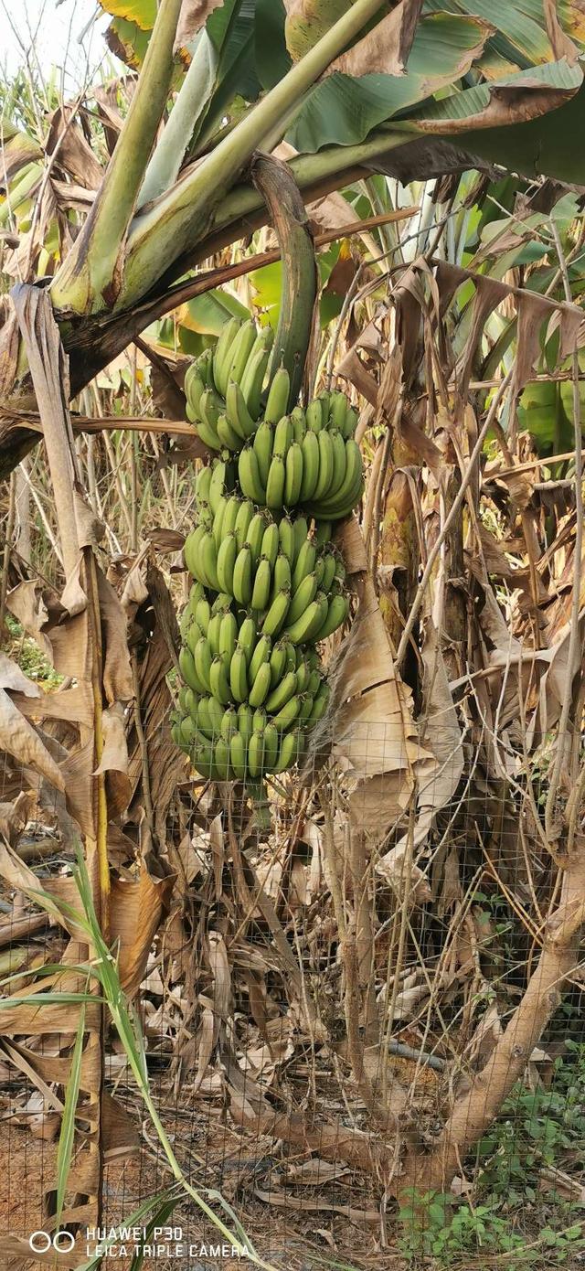 |钓虾农场作钓，酣畅淋漓擒巨物！