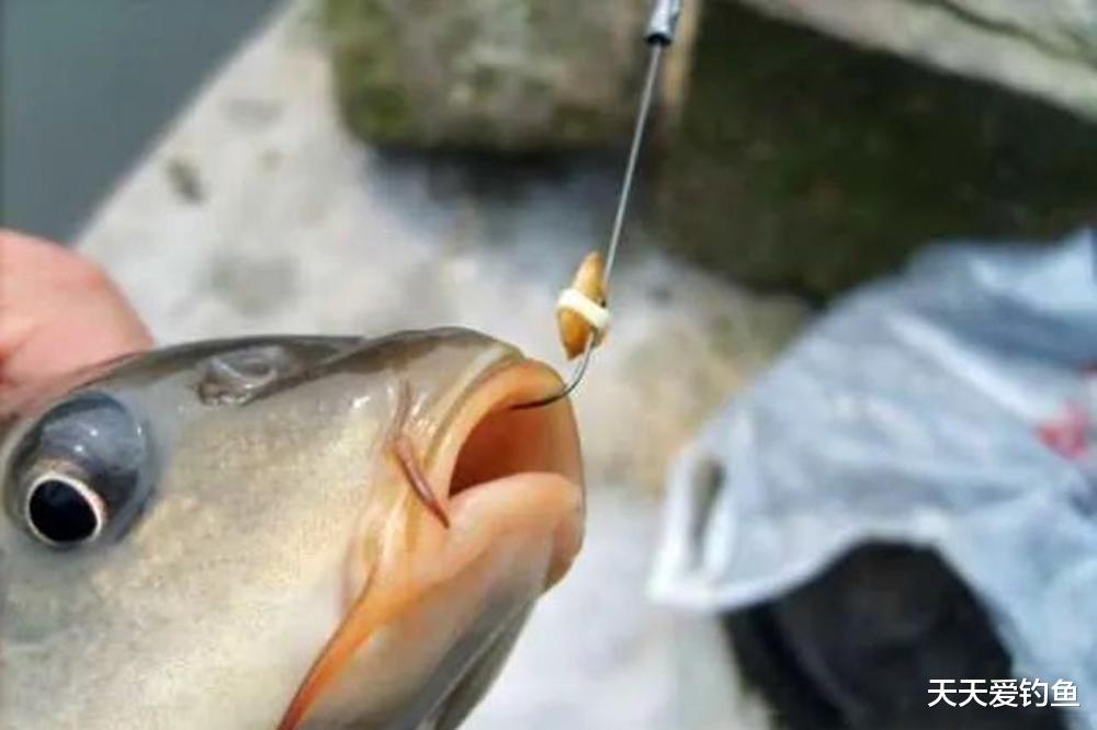 野钓大鱼“神饵”配方,虽然是个“重口味”,架不住效果绝佳