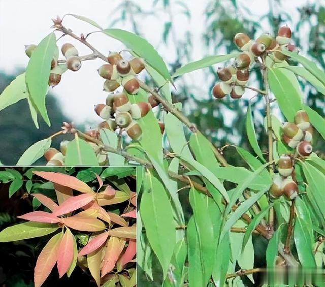 闺蜜|曾经是人们的主食,一棵结果数百斤,如今为何掉一地没人要?