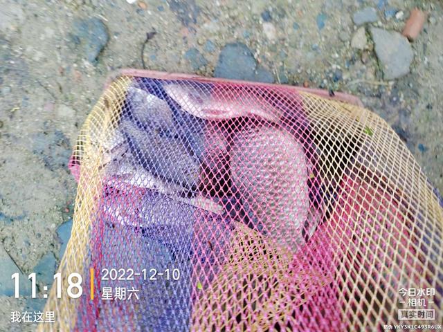 快乐|【作钓报告】河畔有约，作钓使人快乐