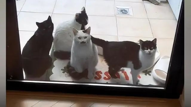 流浪猫被投喂1年，隔三差五送来“礼物”，女子看到后并不想接纳