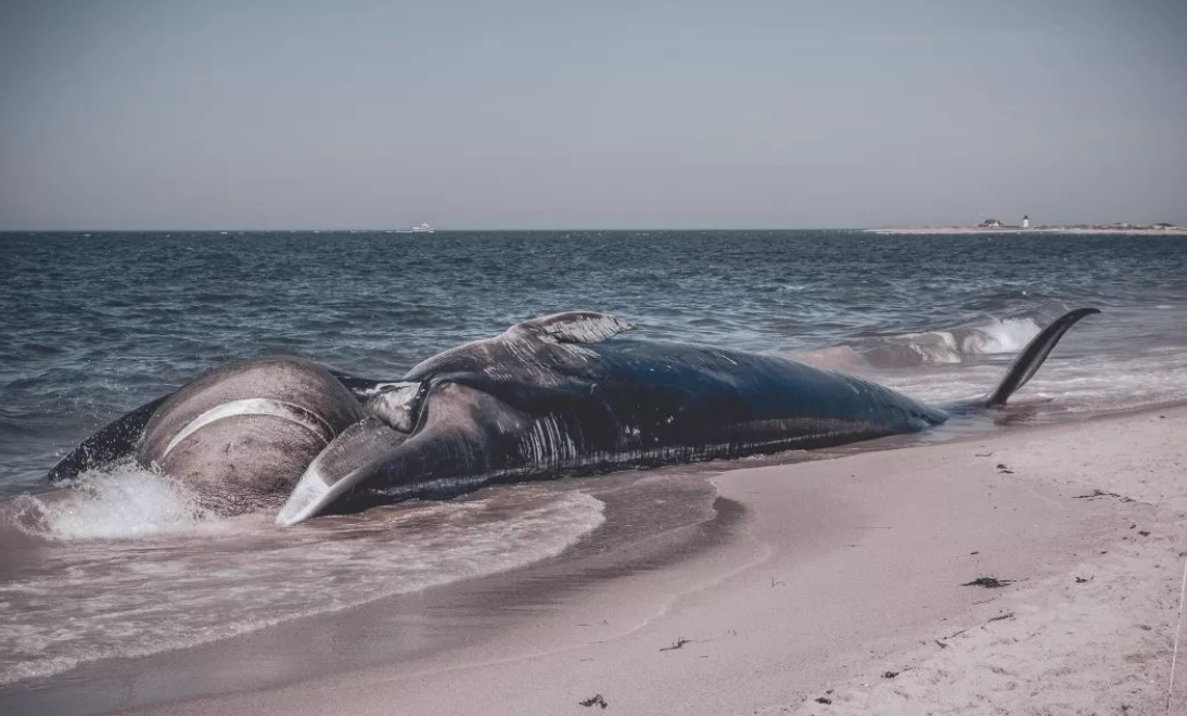 器官衰竭|世界上6大痛苦死亡方式