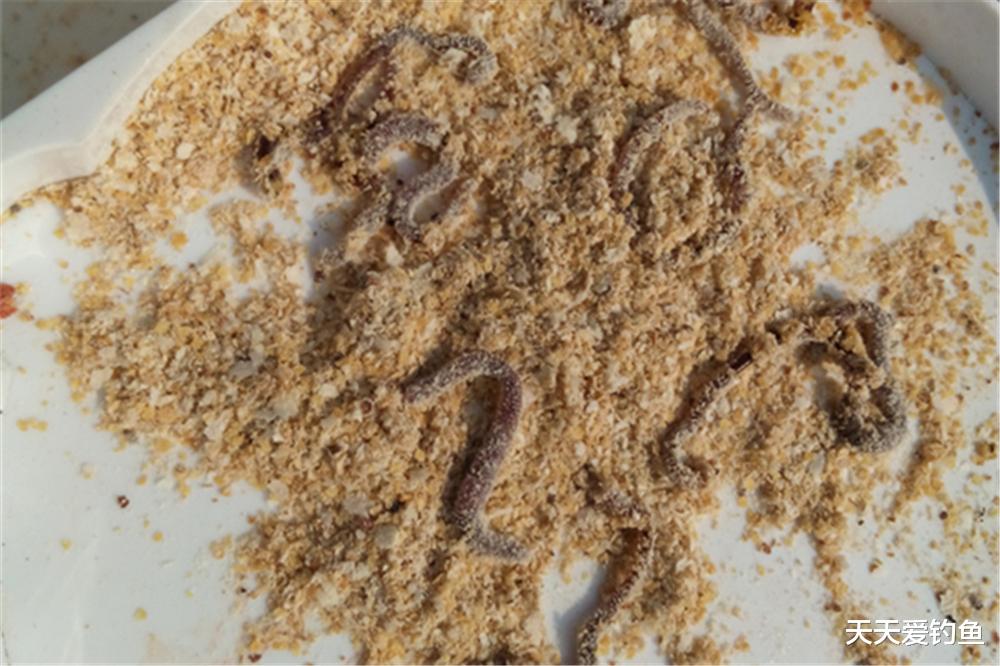 鲫鱼|冬季野钓，始终没鱼咬钩？自从学会3个调整，发窝快聚鱼多