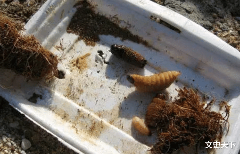 |越南“四大怪菜”,全是当地人的心头爱,外国人看了不敢下筷!