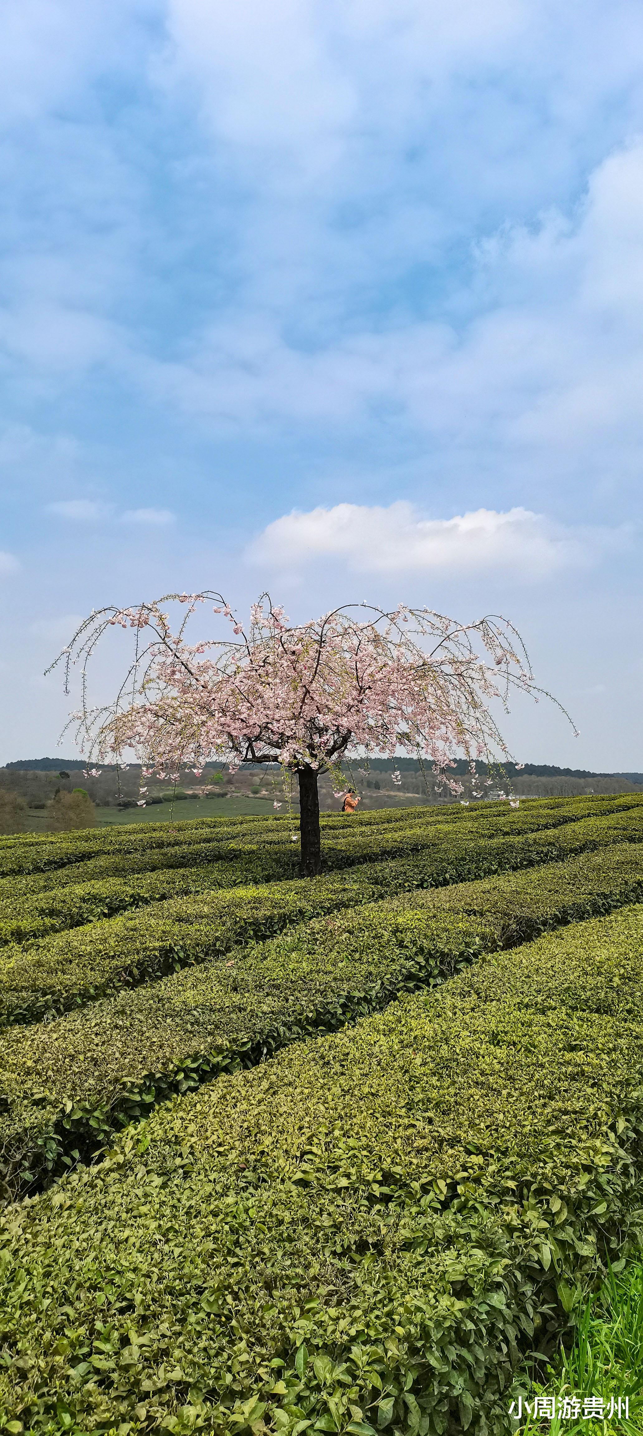 贵阳|贵阳羊艾茶场，隐藏在贵州的小众绝美景点，存在70多年但鲜为人知