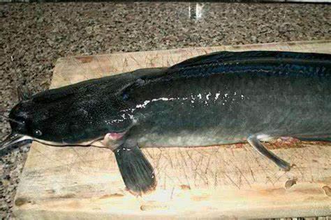 长江的“隐患”！外来鱼类猛增30种，鱼类陷入“鱼种危机”？