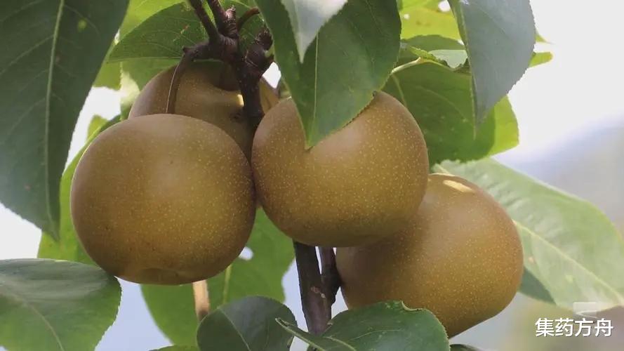 霜降|霜降过后天渐寒,多吃六种食物,应季而食安稳入冬!