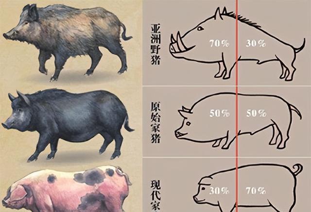 |如今的猪肉不如以前好吃了？这并不是错觉，而是猪“变”了！