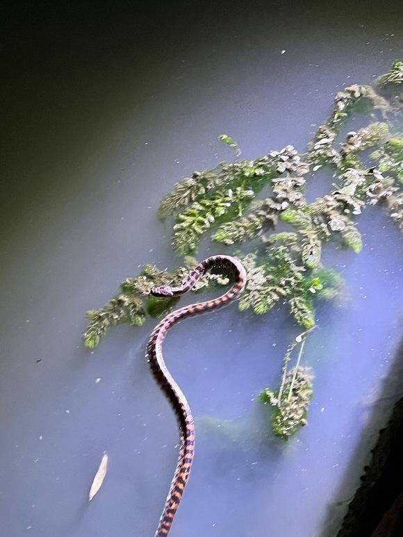 钓鱼|捅了蛇窝?浙江钓友一天之内碰到三条蛇,钓了一条捞了一条