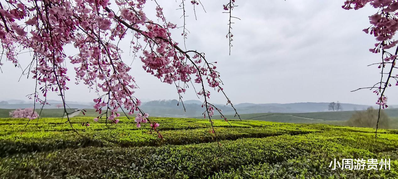 贵阳|贵阳羊艾茶场，隐藏在贵州的小众绝美景点，存在70多年但鲜为人知