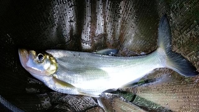 伏天用这些方法来“对付”翘嘴,鱼获直接翻倍提升!