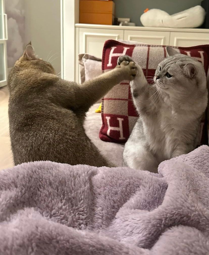 Lisa处境艰难疑被孤立,拍新广告条件简陋,外婆罕见露面满脸忧愁