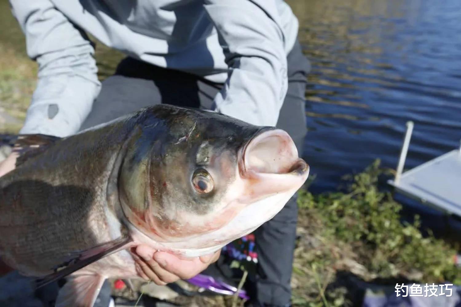 鲢鳙|钓鲢鳙用哪种气味的鱼饵?鲢鳙最喜欢的4种气味