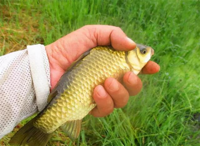 牛肉丸|买鲫鱼，要分清“土鲫”和“工程鲫”，差别挺大，买错难吃不鲜美