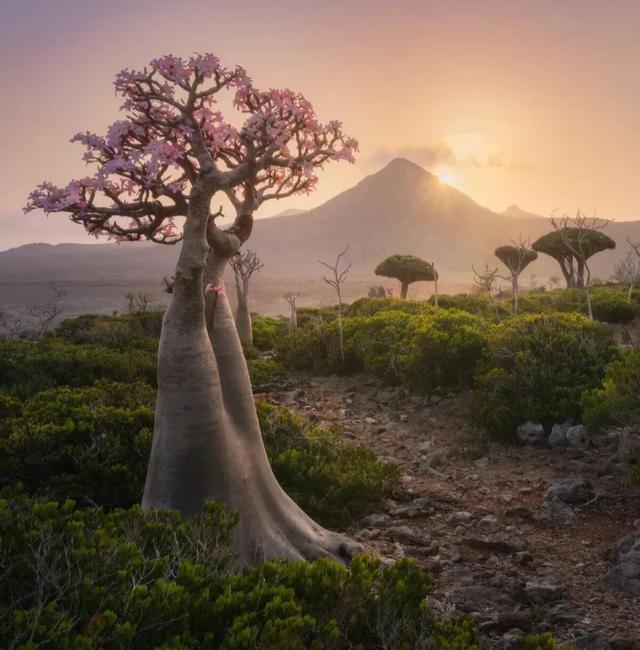沙漠玫瑰|也门第一大岛——索科特拉岛，岛上有奇怪的龙血树、沙漠玫瑰
