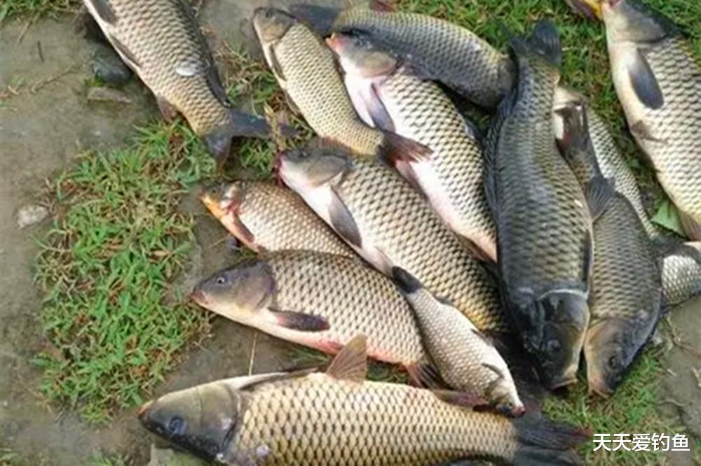鱼线|夏季钓鱼，活水才是连竿钓位，3种方法破解流水走漂